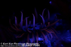 Beautifully fluorescent anemone by Kerri Keet 